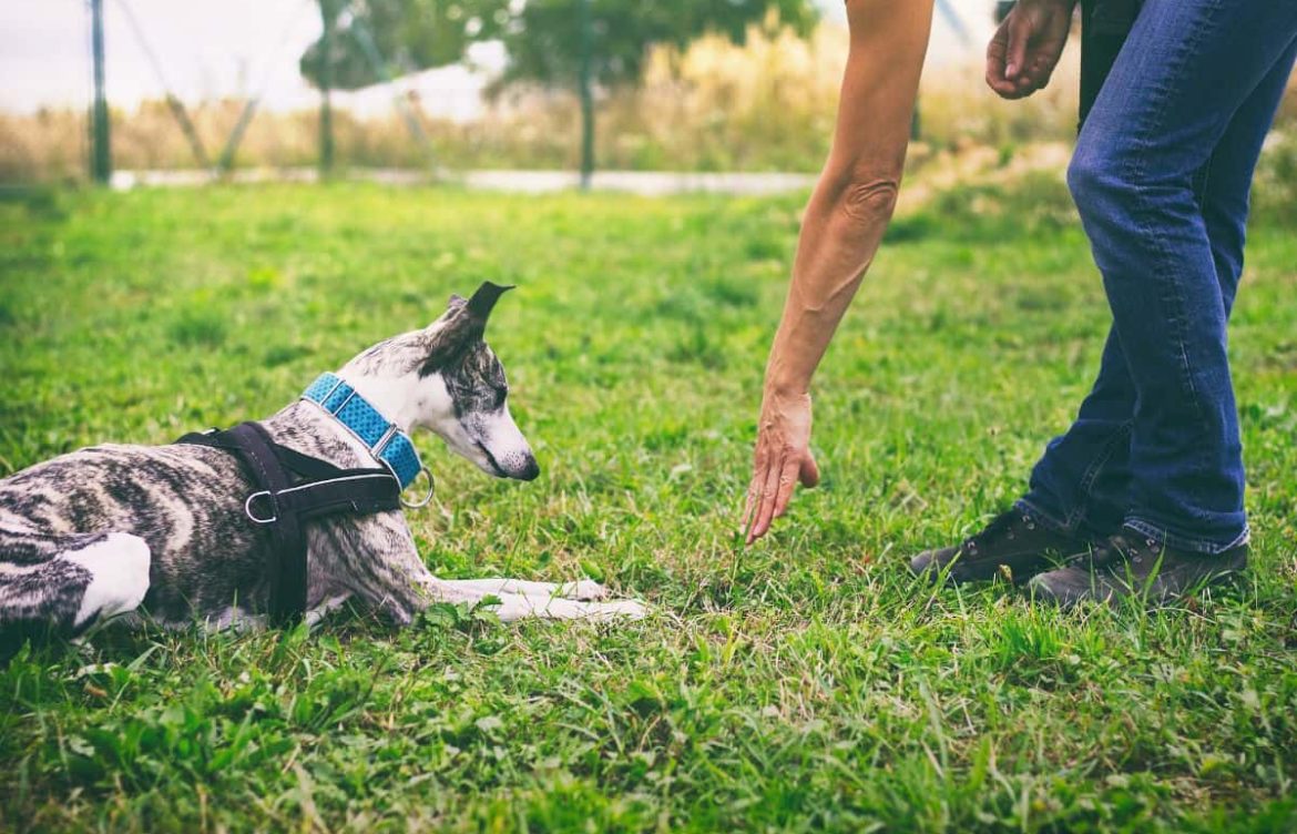 Esenyurt Köpek Eğitmeni