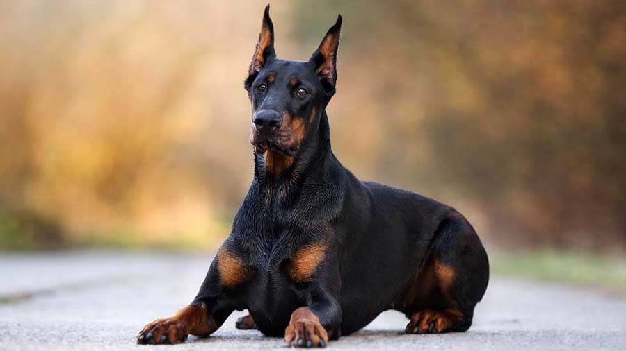 Doberman Evde Beslenir mi?