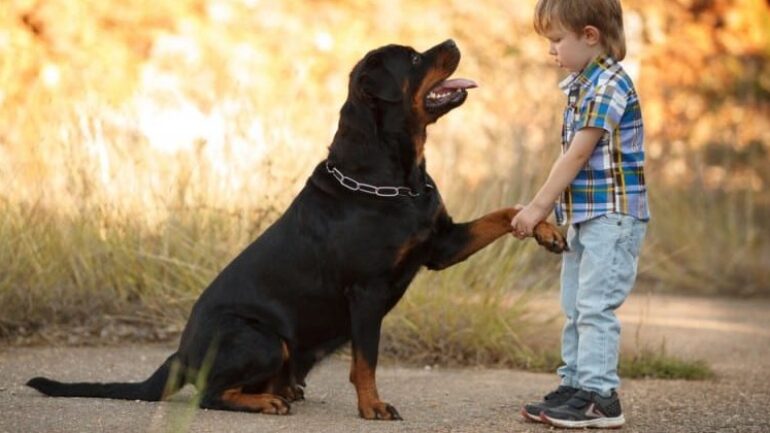 Rottweiler Evde Beslenir mi?