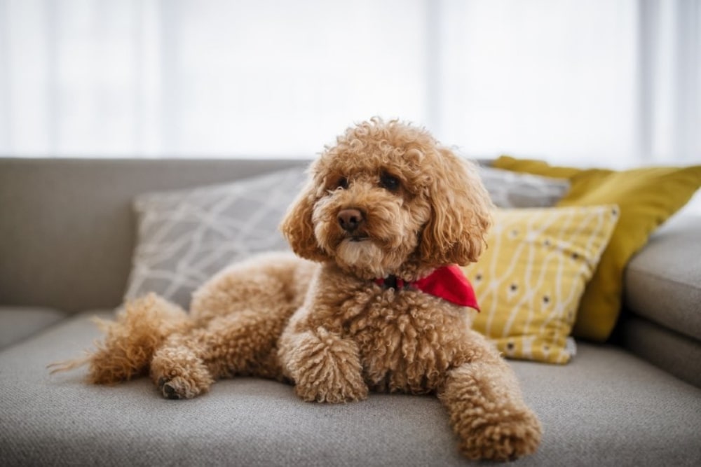 Toy Poodle Eğitim Fiyatları