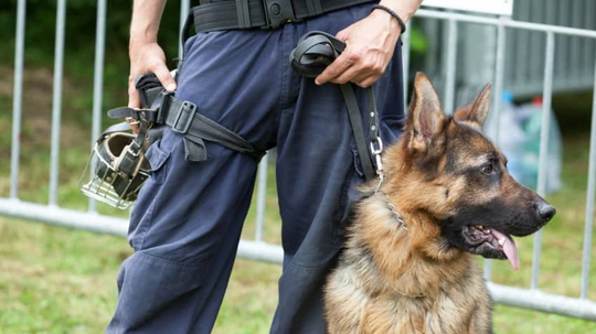 İstanbul’da En İyi Köpek Eğitim Merkezi: Eğitmen Murat Güngör