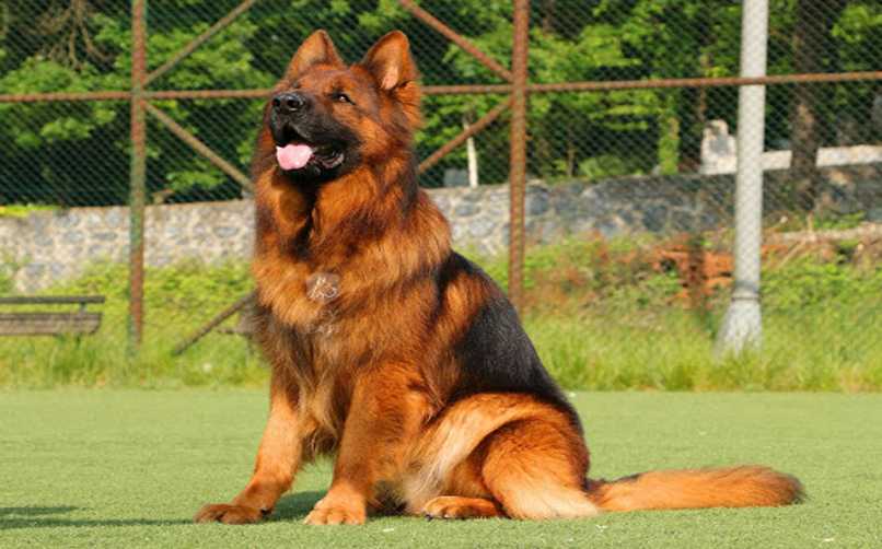 K9 Eğitim Fiyatları