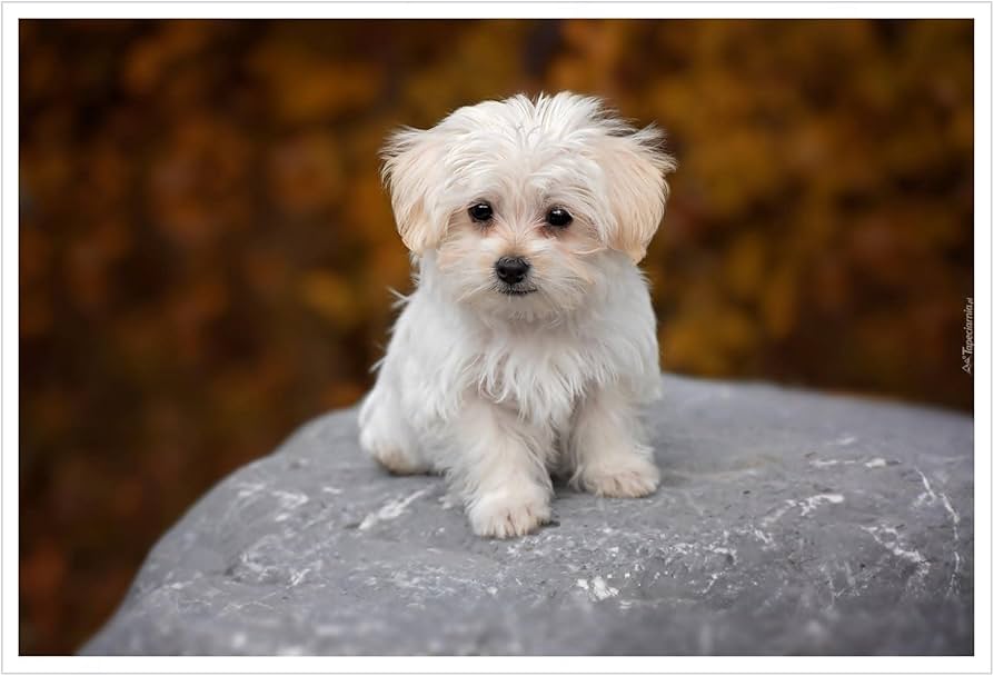 Maltese Terrier Eğitim Fiyatları
